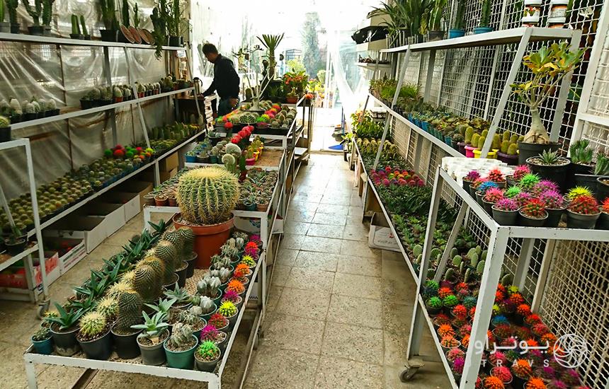 Mahallati Flower Market colorful cacti