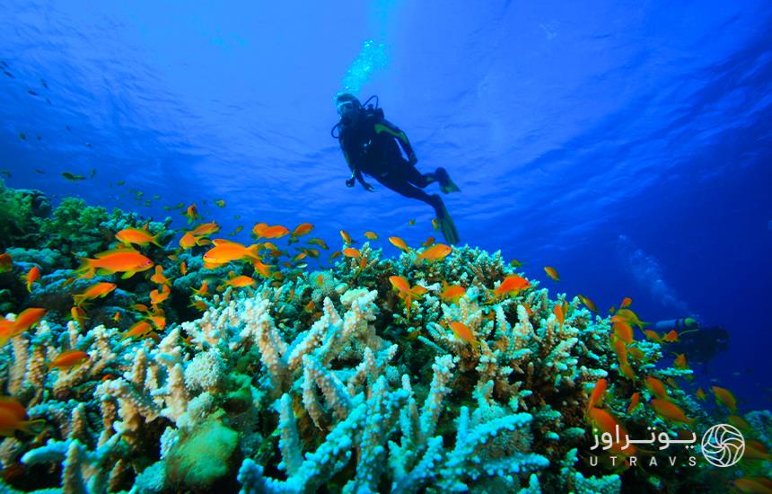 diving on the coral beaches of Kish