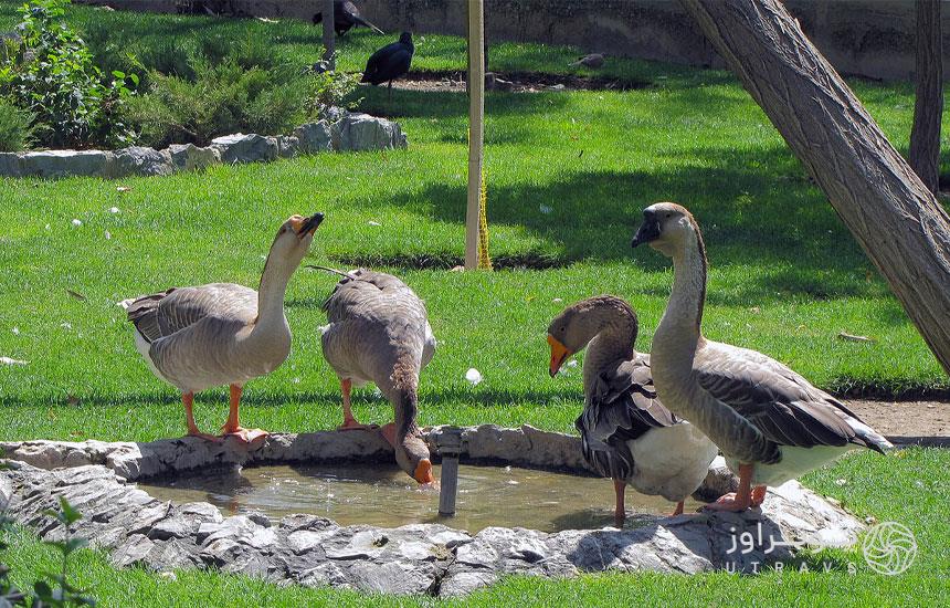 باغ پرندگان اصفهان