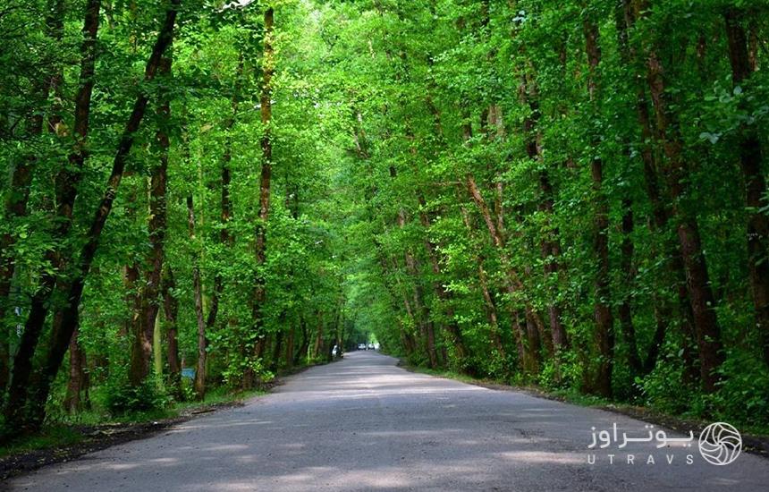 جنگل گیسوم رشت، طبیعتی بکر کنار دریا