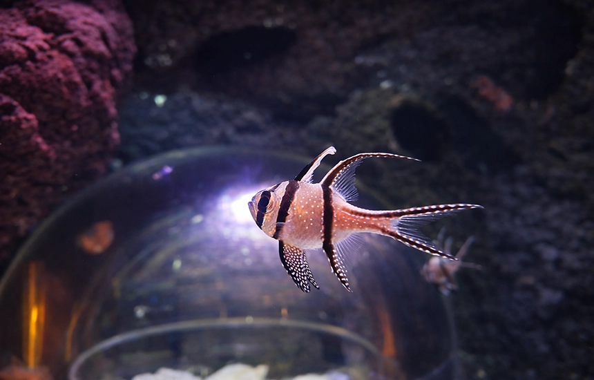 ساعت کار آکواریوم سی لایف استانبول