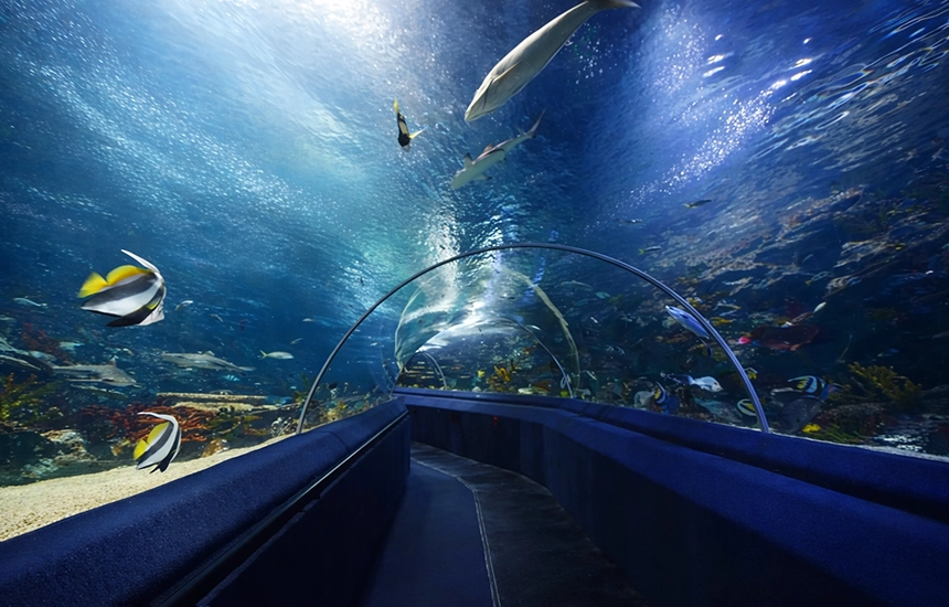 انواع ماهی‌های آکواریوم سی لایف استانبول