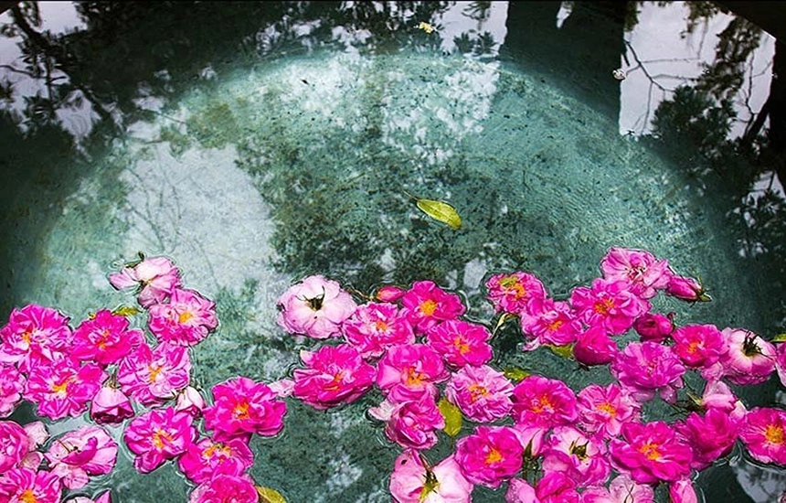 جشنواره گلاب گیری در مشهد اردهال کاشان