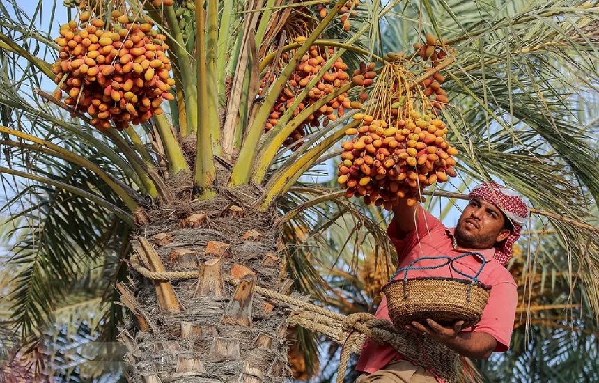 سوغات آبادان؛ یادگاری از دل جنوب