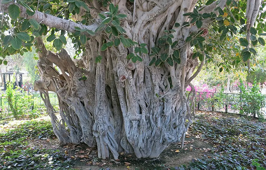 تنه درخت سبز کیش از نمای نزدیک