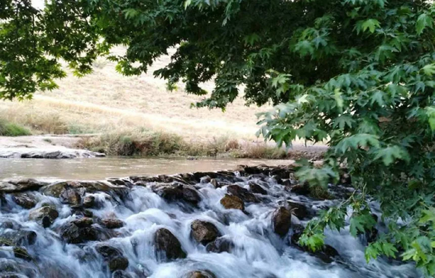 چنارهای روستای کنگاور کهنه