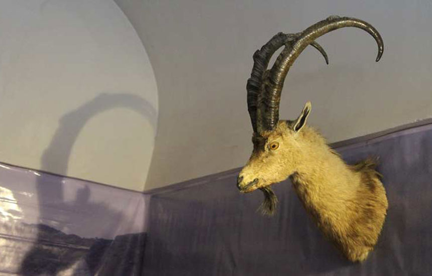 موزه حیات‌وحش