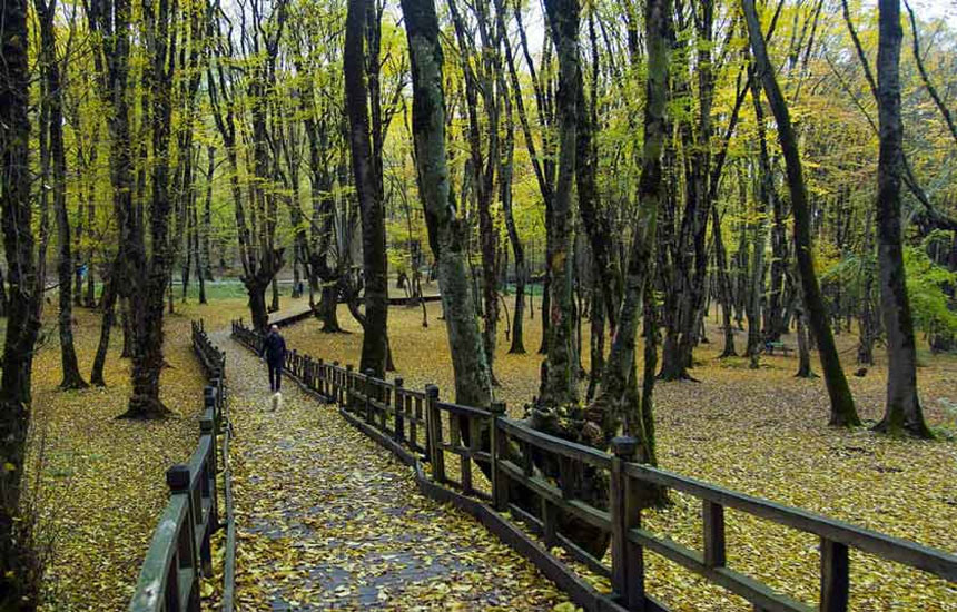 جنگل های ایران؛ النگدره