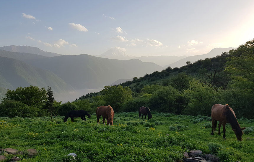 جنگل های ایران؛ الیمستان