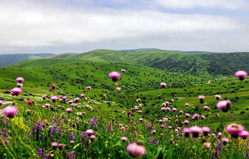 جنگل های ایران؛ فندقلو