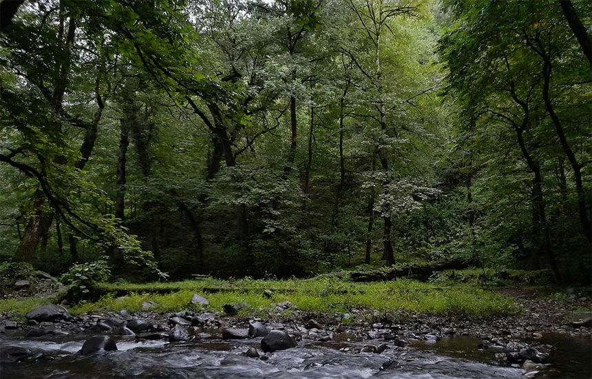 جنگل های ایران؛ گیسوم
