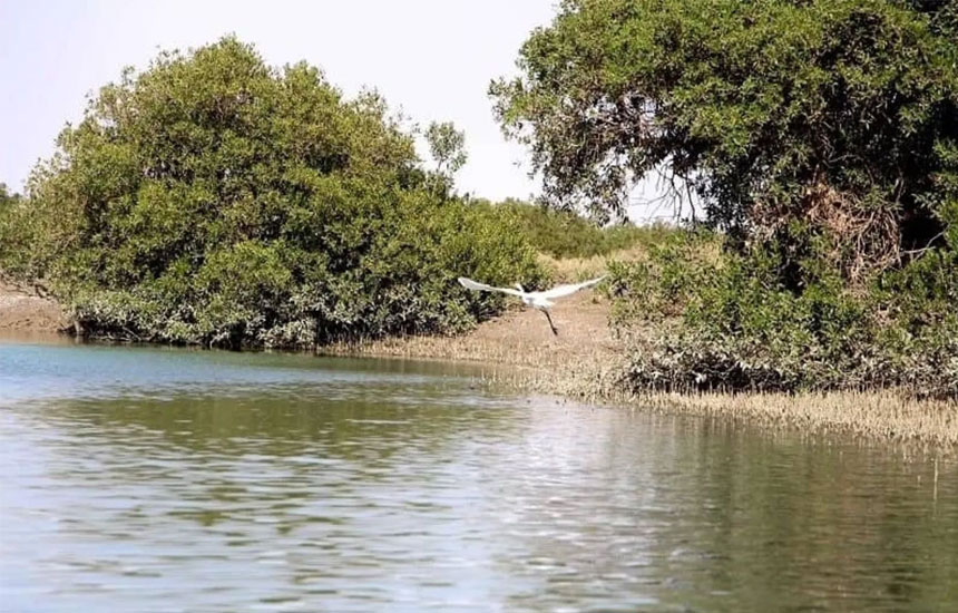 جنگل های ایران؛ حرا عسلویه