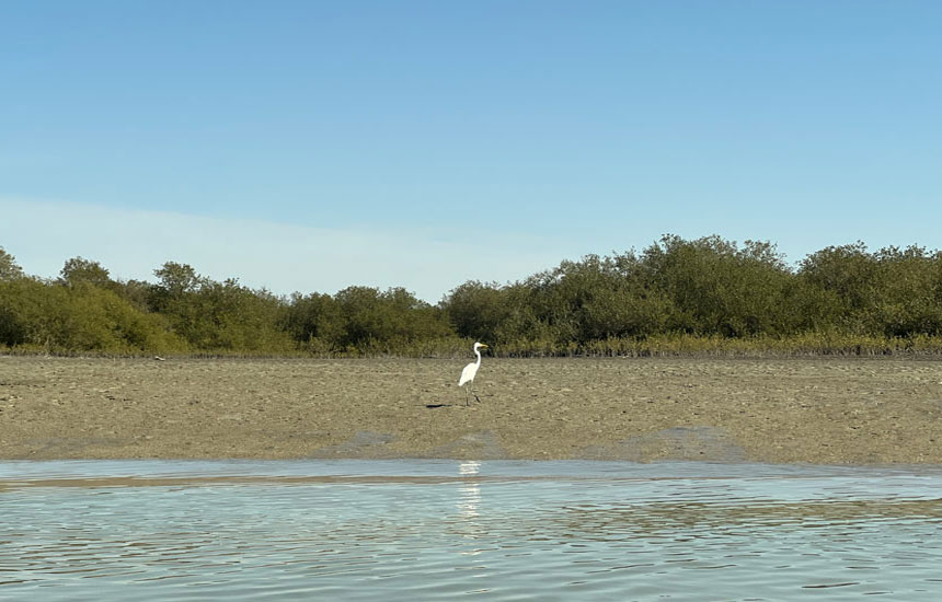 جنگل های ایران؛ حرا چابهار