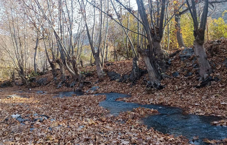 جنگل های ایران؛ جیغ