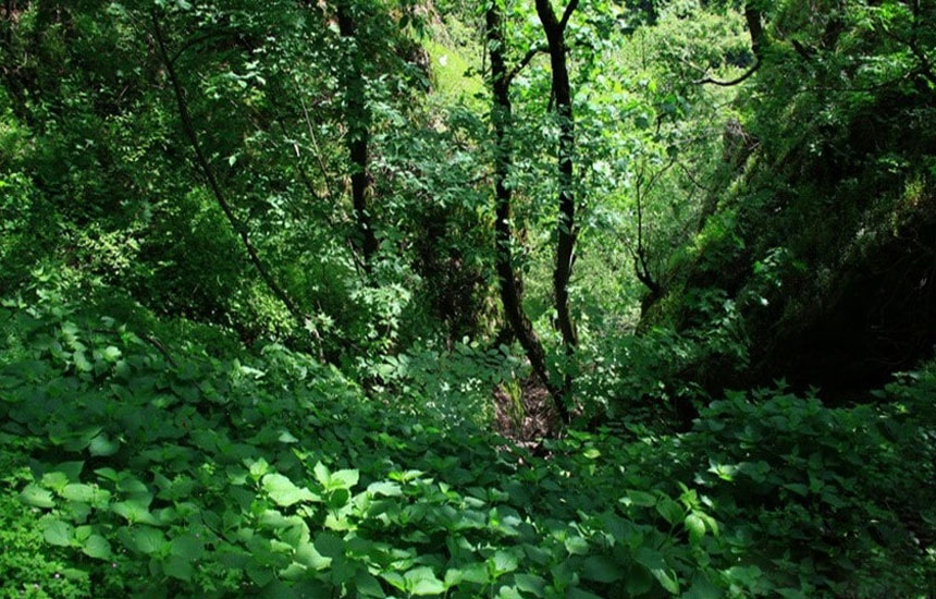 جنگل های ایران؛ مشهسویی