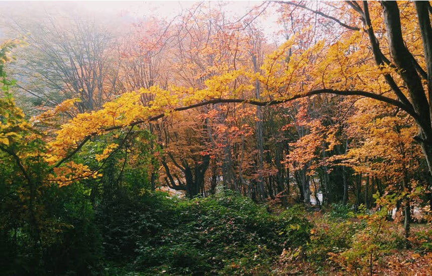 جنگل های ایران؛ ناهارخوران