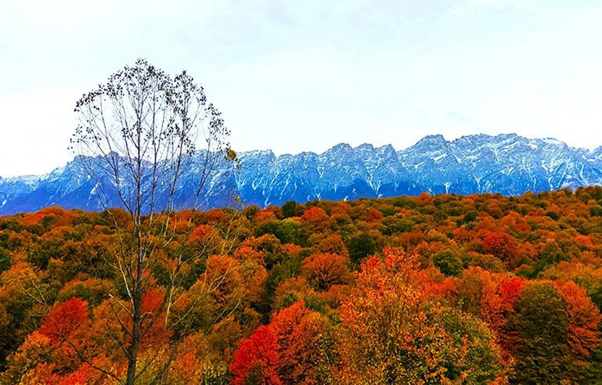 جنگل های ایران؛ راش