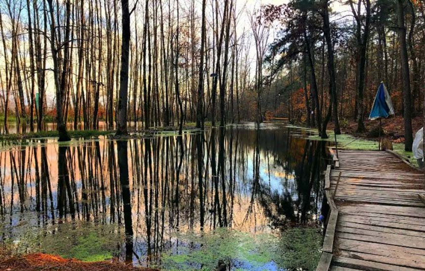 جنگل های ایران؛ سراوان