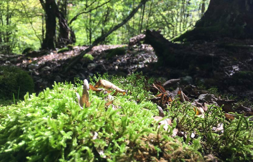 جنگل های ایران؛ سیسنگان