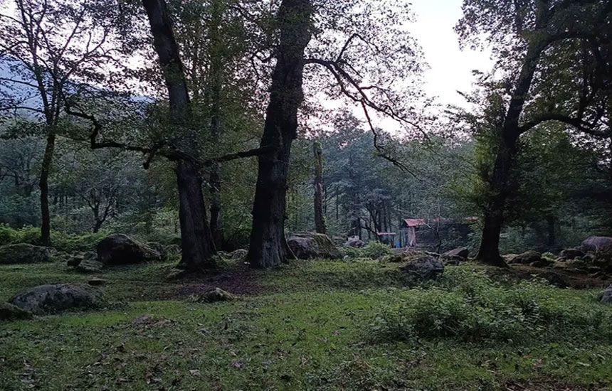 جنگل های ایران؛ دوهزار