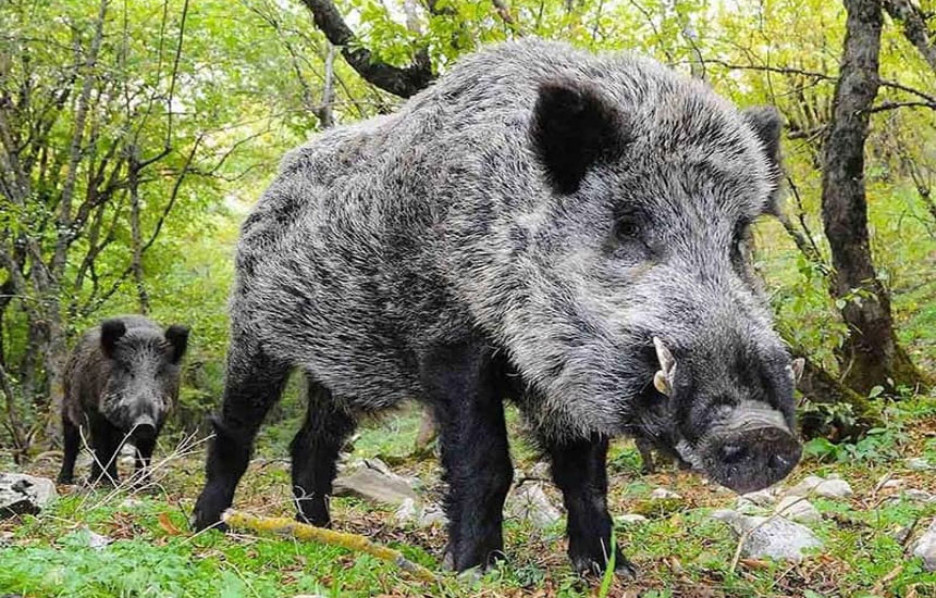 گونه‌های جانوری پارک ملی گلستان