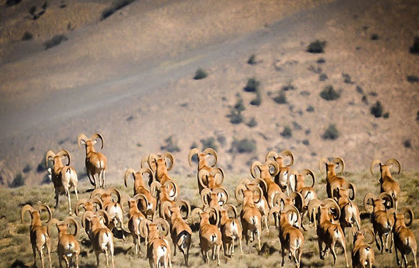 ساعت بازدید از بوستان ملی گلستان