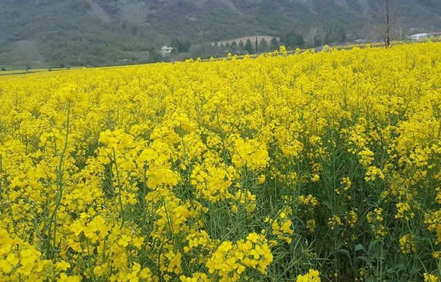 گونه‌های گیاهی پارک ملی گلستان