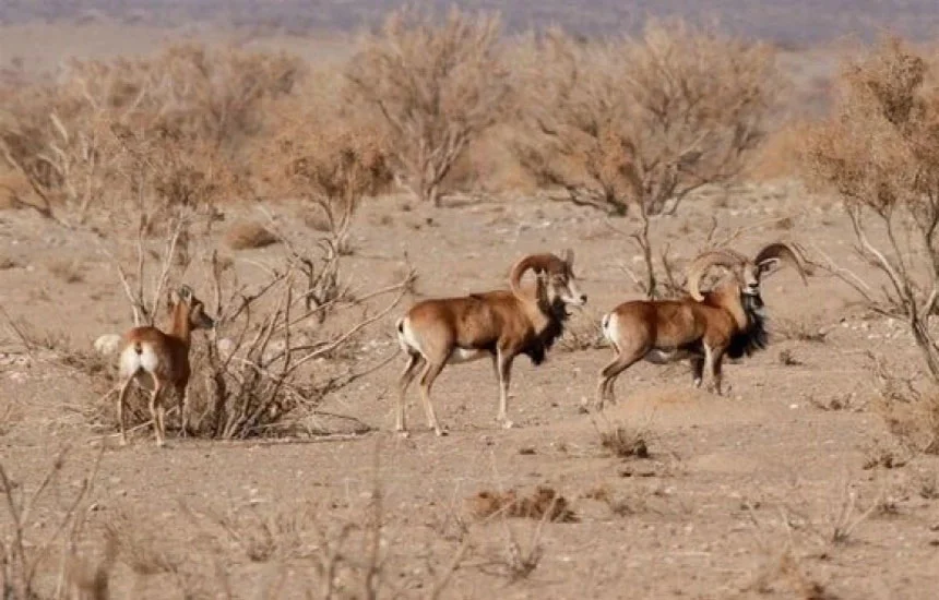 پناهگاه حیات‌وحش شیراحمد