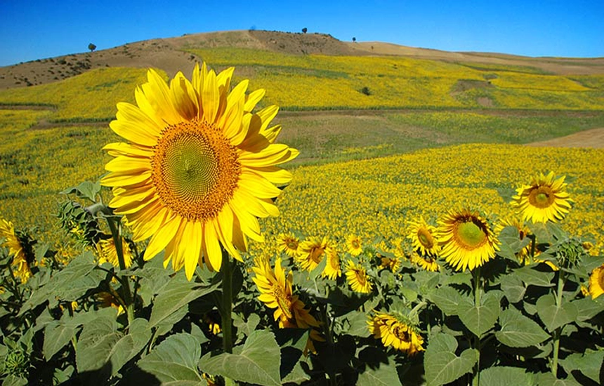 دشت کالپوش شاهرود