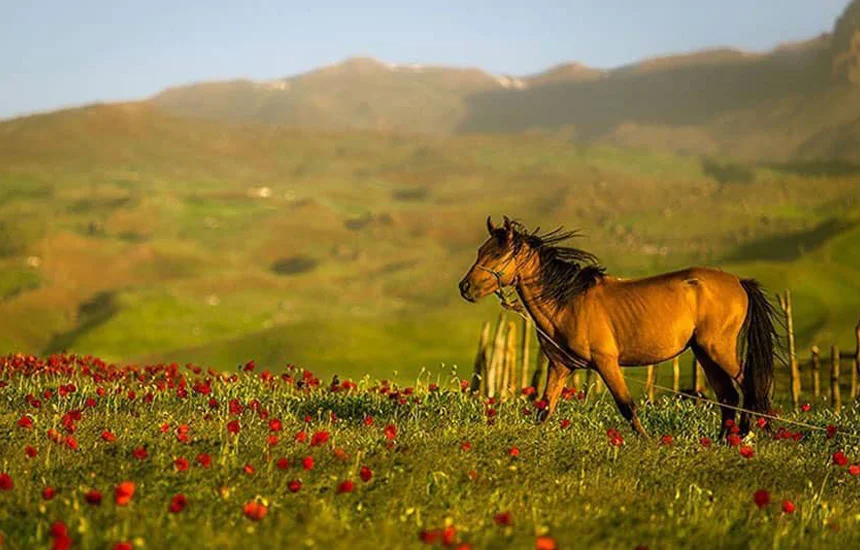 ییلاق شکردشت تالش