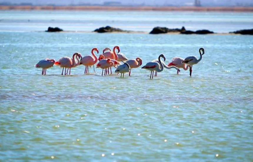 تالاب هامون زاهدان